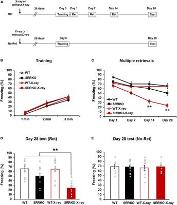 Blockade of D-serine signaling and adult hippocampal neurogenesis attenuates remote contextual fear memory following multiple memory retrievals in male mice